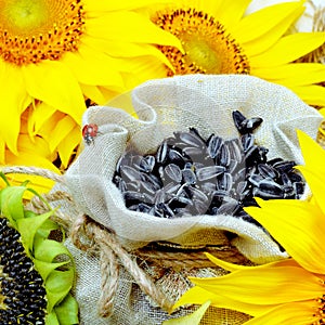 Sunflower and sunflower seeds in sackcloth bag.