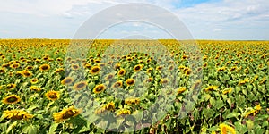 Sunflower, Sunflowers Field, Panorama, Banner