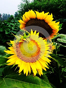 Sunflower,Sunflowers, Flower