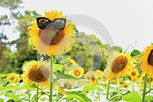 Sunflower with sunglasses, beautiful funny face