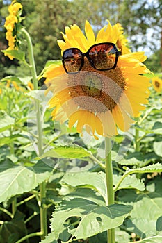 Sunflower with sunglasses, beautiful funny face