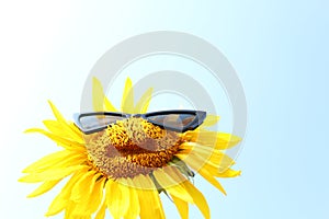 Sunflower with sunglasses in front of the blue sky