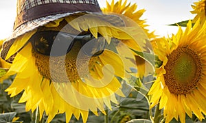 Sunflower in Sunglasses and hat on field background. Summer vacation concept