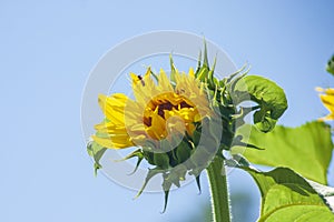 Sunflower on a sunny day with a blue sky