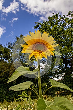 Sunflower on a sunny day in the county of Hampshire within the UK