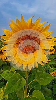 sunflower in a sunny day in a field where it grows for agriculture