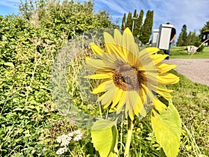 Sunflower during a sunny day in Sweden photo