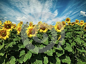 Sunflower sunny field with blue cloudy sky on background.