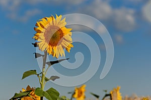 Sunflower on a sunny morning