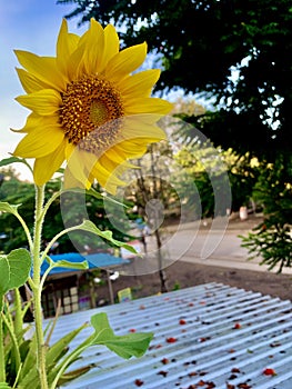 Sunflower in the sunny morning photo