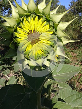 Sunflower. Sunny morning. Summer. June 2018.