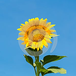 Sunflower with sunny sky