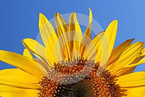 Sunflower Sunrise