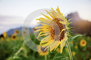 Sunflower with the sunrise