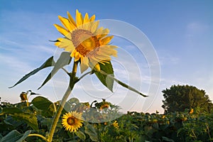 Sunflower at sunrise.