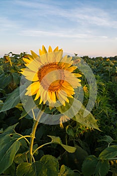Sunflower at sunrise.
