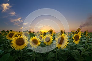 Sunflower at sunset