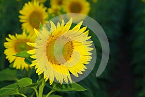 Sunflower at sunset