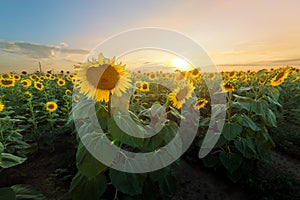 Sunflower at sunset