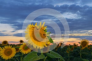 Sunflower at sunset