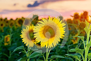 Sunflower at sunset