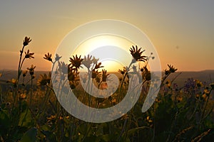 Sunflower Sunset: Balsamroots waving goodnight to papa sun