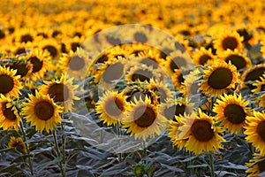 Sunflower at sunset