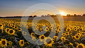 Sunflower sunset landscape with setting sun