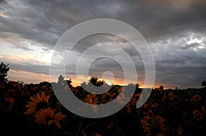 Sunflower at sunset