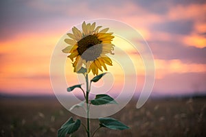 Sunflower, sunset shot