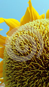 Sunflower suryamukhi snap