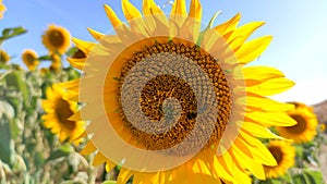 Sunflower swaying in the wind is being pollinated by a honey bee