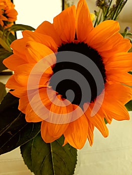 The sunflower symbol of cheerfulness brightness and liveliness