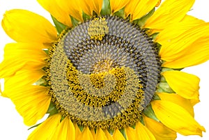 Sunflower with the symbol yin-yang