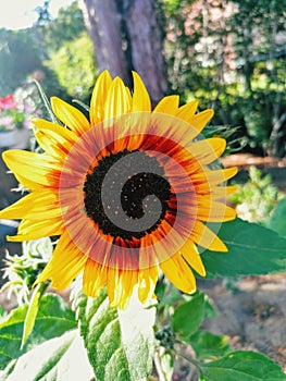 Sunflower taking sunbath in a shiny day