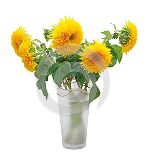 Sunflower Teddy Bear (Helanthus annus)