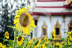 Sunflower and Temple background