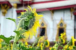 Sunflower and Temple with sky background