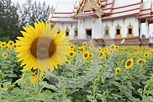 Sunflower and temple