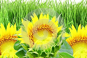 SunFlower texture and grass field background