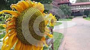 Sunflower photo