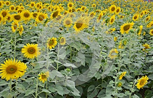 Sunflower in thailand and turism