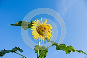 A sunflower from a throng of ants