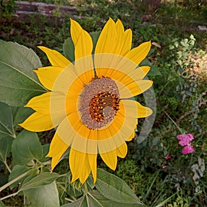 Sunflower tilted side view