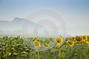 Sunflower in tobacco farm and mountain background