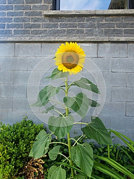 Sunflower tournesol summer greenplant