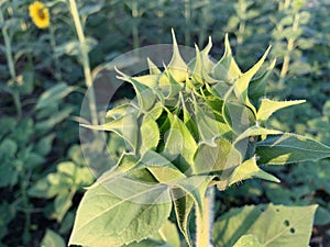 Sunflower tree is ready to bloom with natural sunglight in sunflower farming field