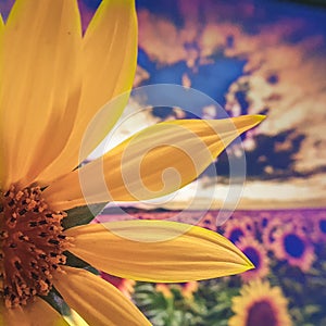 sunflower trick photo