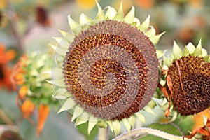 Sunflower turns towards the sun