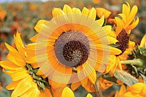 Sunflower turns towards the sun